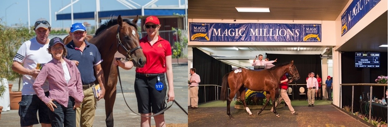 Lot 117 - "Snitzel x Royale Harvest" 2014 Bay Colt