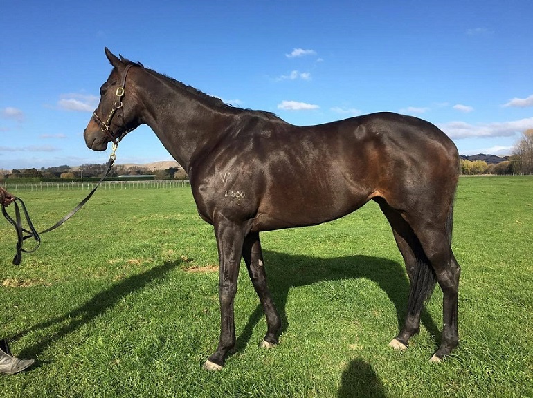 Makkura has settled in nicely and is looking very well.