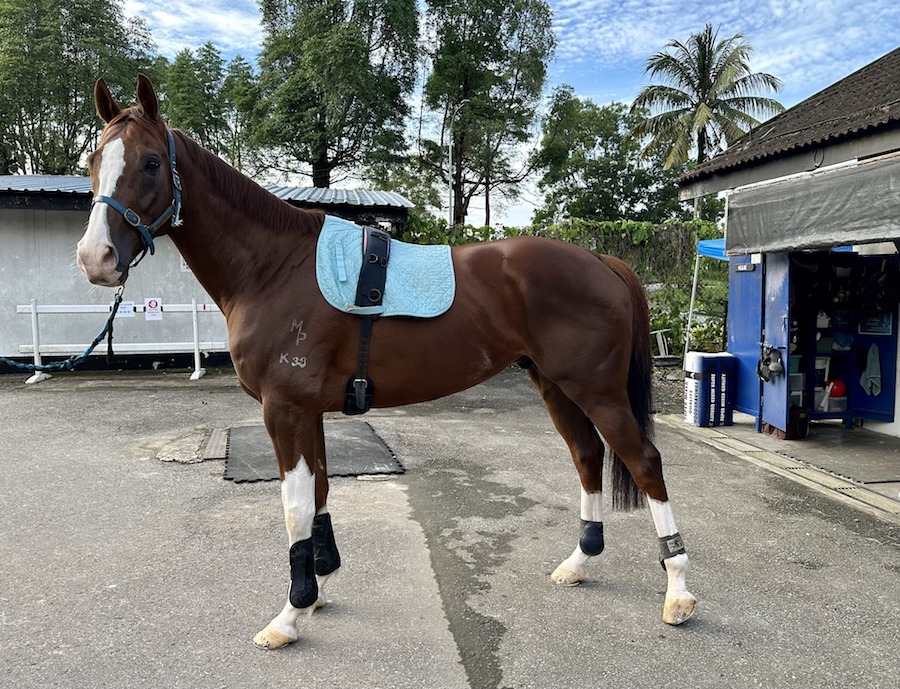 Mighty Vain (renamed Copper) at BTSC stable yard (photo: BTSC)